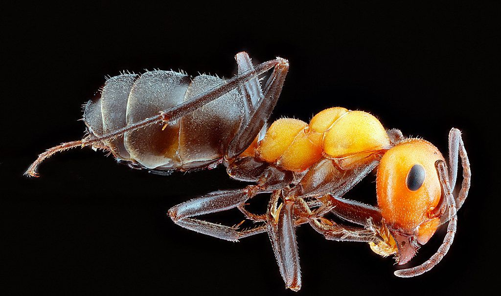 Ant Control service in Santa Ana, CA