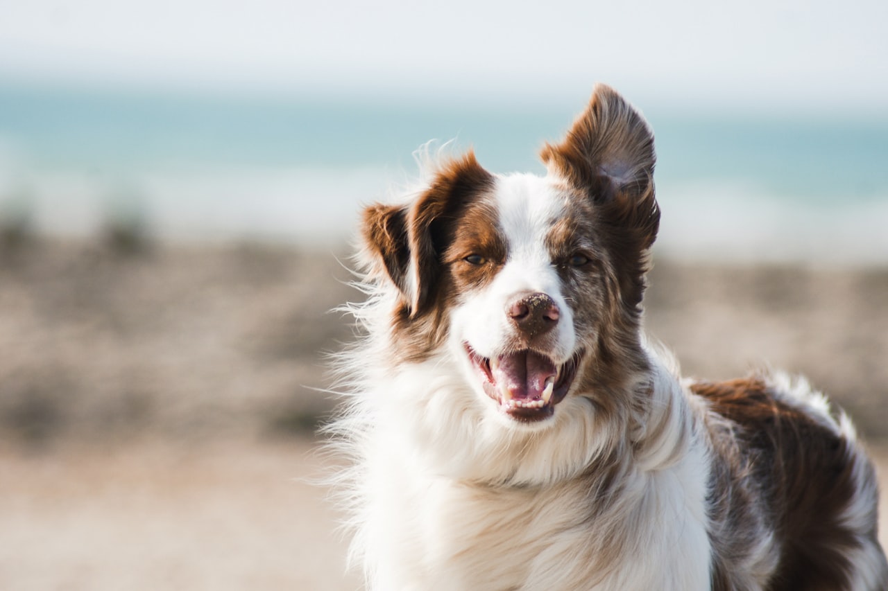 Flea & Tick Control service in Santa Ana, CA
