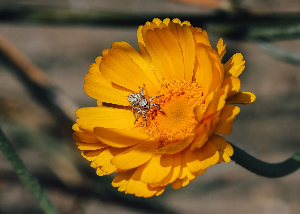 Spider Control service in Santa Ana, CA